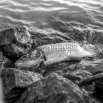 Fischesterben in der Oder: Greenpeace hat vermutlich den Grund herausgefunden